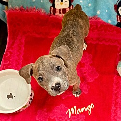 Photo of Mango