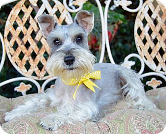 schnauzer miniature irvine pet ca california