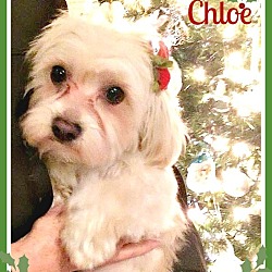 Thumbnail photo of Chloe #1