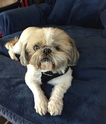 Funny Imperial Shih Tzu Puppies For Sale San Diego