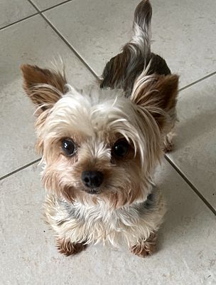 Naples, FL - Yorkie, Yorkshire Terrier. Meet Liz a Pet for Adoption ...