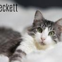 Photo of Beckett