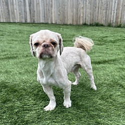 Photo of Falkor