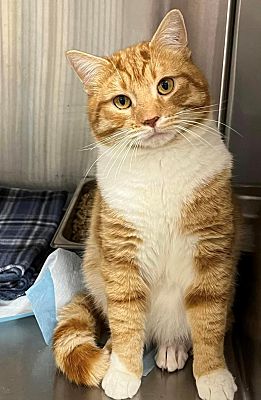 Stony Creek, VA - Domestic Mediumhair. Meet Houdini a Pet for Adoption ...