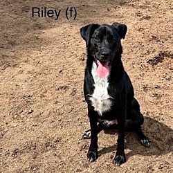 Photo of Riley