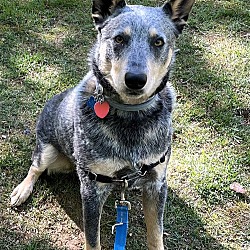 Photo of BLUE TELLICO  HEELER YOUNG