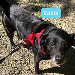 Thumbnail photo of Eddie #1