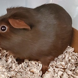 Thumbnail photo of Cinnamon #2