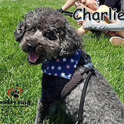 Thumbnail photo of Charlie #1