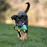 adopt a pet