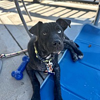 adopt a pet