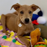 adopt a pet