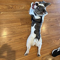 adopt a pet