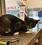 PRINCESS ABI - Domestic Shorthair available for adoption