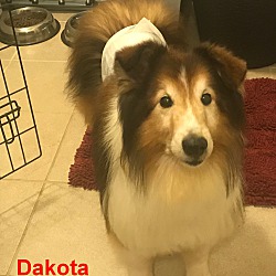 Photo of Dakota (Adoption Pending)