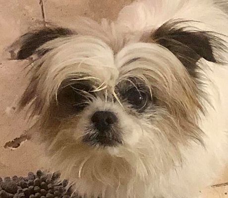 dfw shih tzu rescue