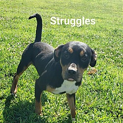 Thumbnail photo of Struggles #1