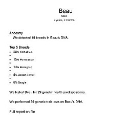 Thumbnail photo of Beau - DNA tested #2