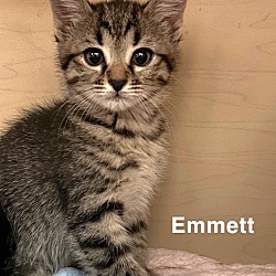 Photo of Emmett