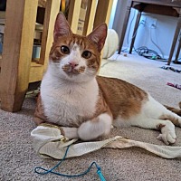 adopt a pet