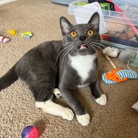 adopt a pet