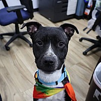 adopt a pet