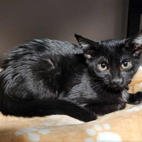adopt-pet