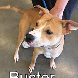 Thumbnail photo of Buster-ADOPTED #4