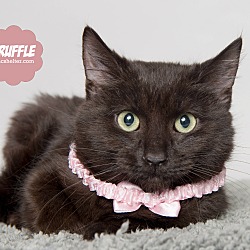 Thumbnail photo of Truffle #1