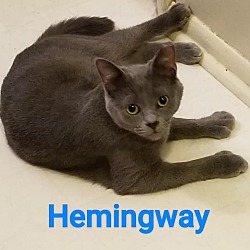 Photo of Hemingway