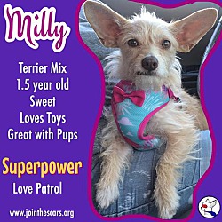 Thumbnail photo of Milly #1