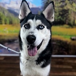 Photo of Zorro