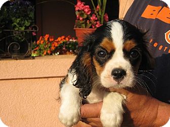 Westport Ct Cavalier King Charles Spaniel Meet Ainsley A Pet