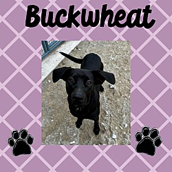 Photo of Buckwheat