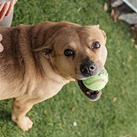 adopt a pet