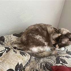 Thumbnail photo of Willow - Older Siamese Mix/Torti -SHORT Term Fost #2