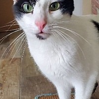 adopt a pet