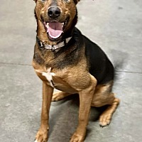 adopt a pet