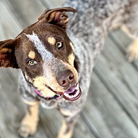 adopt a pet