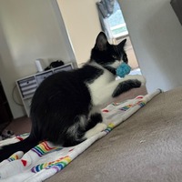 adopt-pet