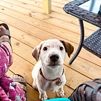 adopt a pet