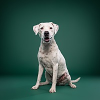 adopt-pet