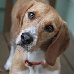 Thumbnail photo of Buster the Beagle #1