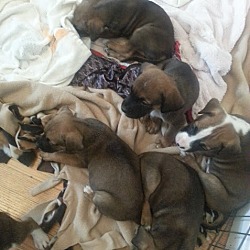 Thumbnail photo of Boxer/Shep pups!ADOPTED! #4