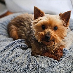 Greensboro, NC - Yorkie, Yorkshire Terrier. Meet Bonnie a Pet for ...