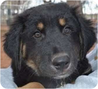 great pyrenees rottweiler mix