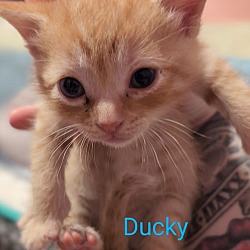 Thumbnail photo of Duckie #2