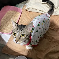 adopt a pet