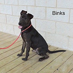 Thumbnail photo of Binks #1