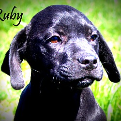 Thumbnail photo of Ruby ~ adopted! #2